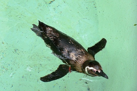 Pinguim. Zoológico de São Paulo. Imagem: (Arquivo Jeguiando)