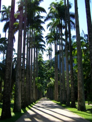 Jardim Botânico. Rio de Janeiro. Imagem: Jeguiando.