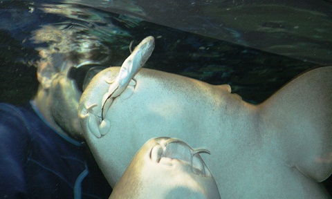 Alimentando os tubarões. Imagem: Erik Pzado.