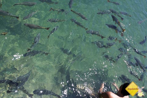 Peixes nas águas do Rio Formoso. Balneário Municipal de Bonito. Imagem: Erik Pzado.