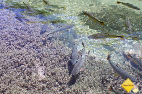 Peixe nas águas cristalinas do Rio Formoso. Balneário Municipal de Bonito, Mato Grosso do Sul. Imagem: Erik Pzado.