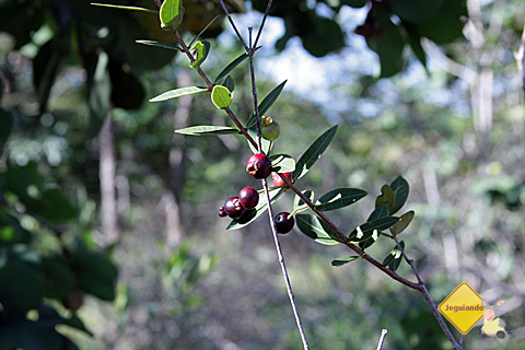 Frutas encontradas ao longo da trilha. Imagem: Erik Pzado.