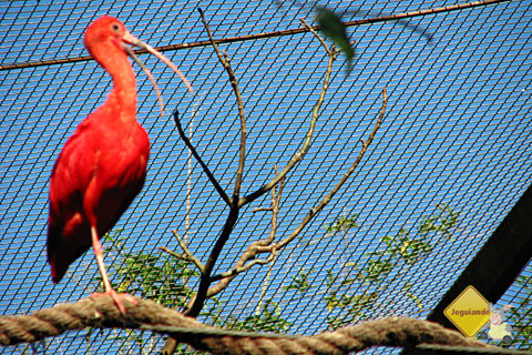 Parque das Aves, Foz do Iguaçu, PR. Imagem: Janaína Calaça