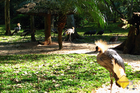 Parque das Aves, Foz do Iguaçu, PR. Imagem: Janaína Calaça