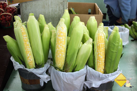 Sweet corn - milho fica pronto em menos de 4 minutos, é adocicado e macio. Marché Jean-Talon (Jean-Talon Market), Montréal, Canadá. Imagem: Erik Pzado