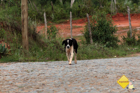 Cachorrinha acompanha os visitantes, mas corre atrás dos habitantes. Causos de Bichinho, MG. Imagem: Erik Pzado