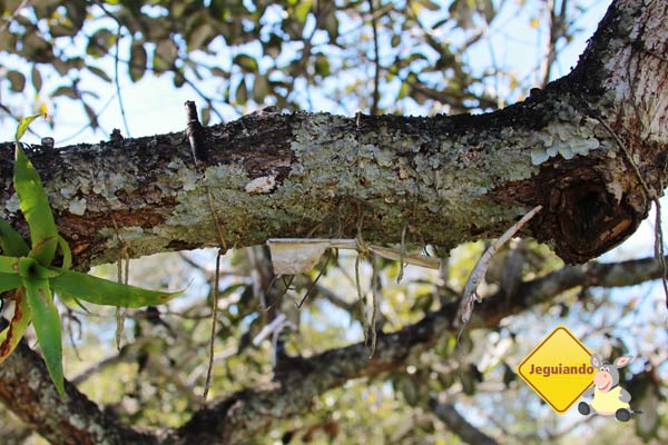 Árvore dos desejos. Canto da Floresta Eco Resort, Amparo, SP. Imagem: Erik Pzado