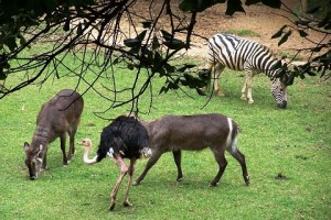 Animais soltos no Zoo Safari. Imagem: Janaína Calaça