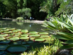 Vitória-Régia. Jardim Botânico. Rio de Janeiro. Imagem: Jeguiando.