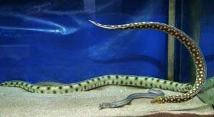 Cobra d'água. Acquamundo. Guarujá, São Paulo. Imagem: Erik Pzado.