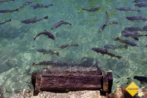 Peixes nas águas cristalinas do Rio Formoso. Balneário Municipal de Bonito. Imagem: Erik Pzado.