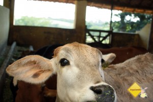 La Vaca. Santa Clara Eco Resort, Dourado, SP. Imagem: Erik Pzado.