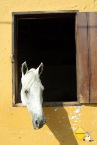 Cavalo tomando um sol! Santa Clara Eco Resort, Dourado, SP. Imagem: Erik Pzado.