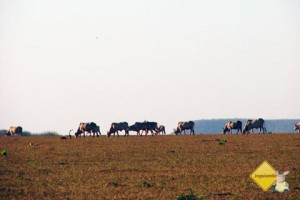 Animais são avistados ao longe. De Campo Grande a Bonito. Imagem: Erik Pzado