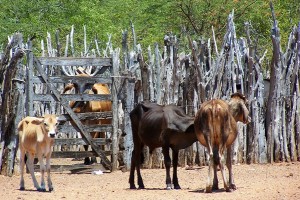 Gado. Floresta do Navio, Pernambuco. Imagem: Arquivo Jeguiando