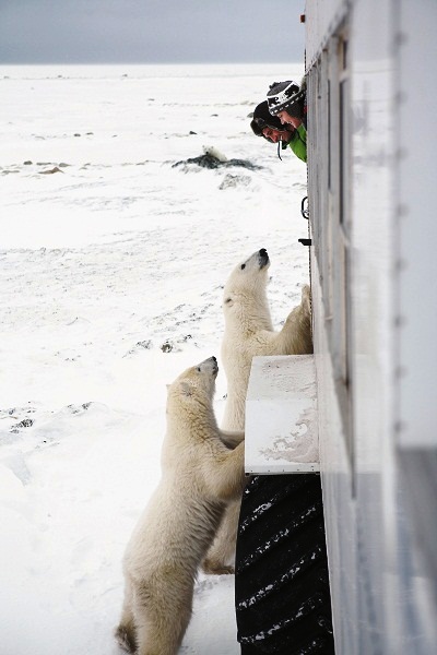 Ver ursos polares de perto! Imagem: Ontario Tourism Marketing Partnership