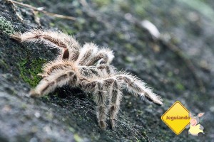 Fauna rica ao redor do Convento da Penha. Imagem: Erik Araújo #DescubraoES