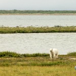 Urso pós nado. Imagem: Erik Araújo