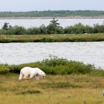 Urso polar reclamando. Imagem: Erik Araújo