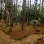 Bosque da Pousada Casa Bonita. Imagem: Erik Araújo